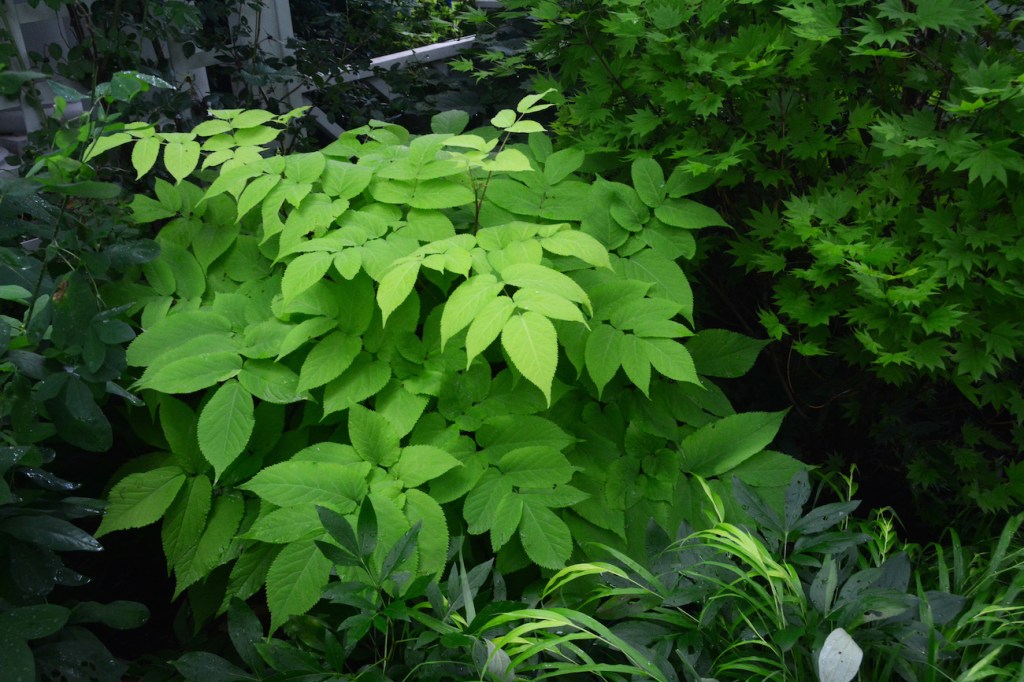 Aralia ‘Sun King’.