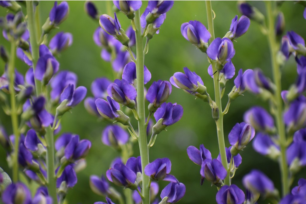Baptisia australis