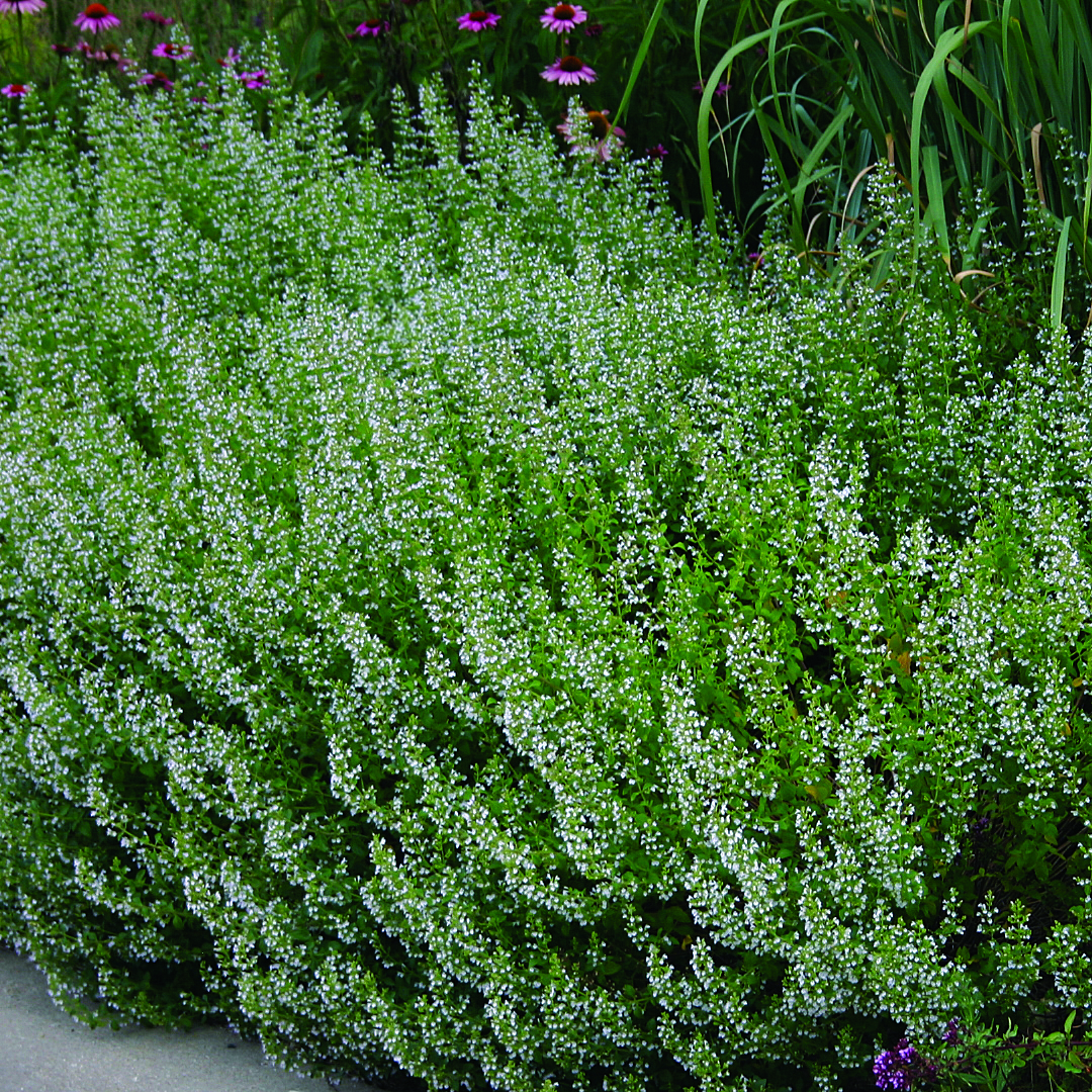 Calamintha nepeta subsp. nepeta  Perennial Plant of the Year