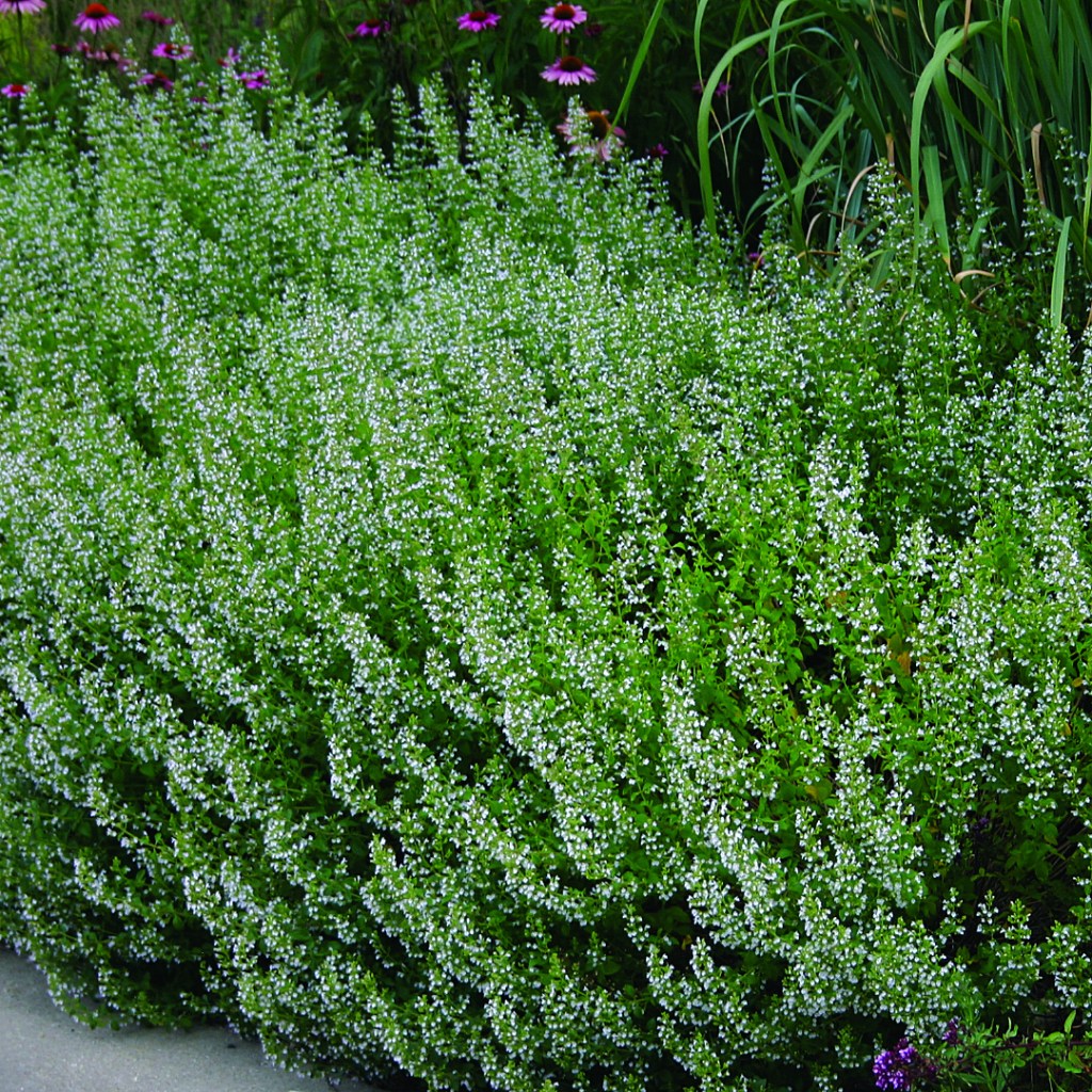 Calamintha nepeta subsp.&nbsp;nepeta