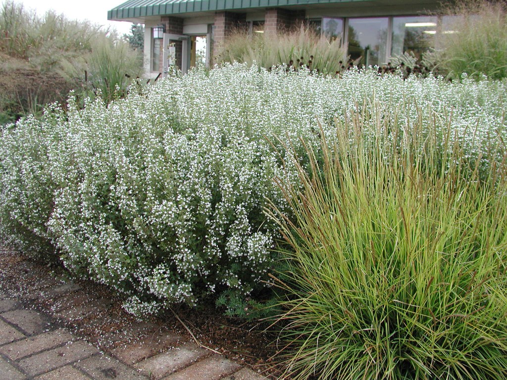 Calamintha nepeta subsp. nepeta
