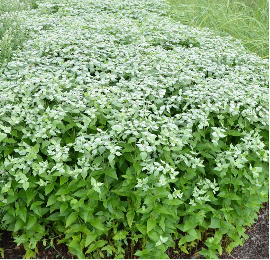 Photos of Pycnanthemum muticum