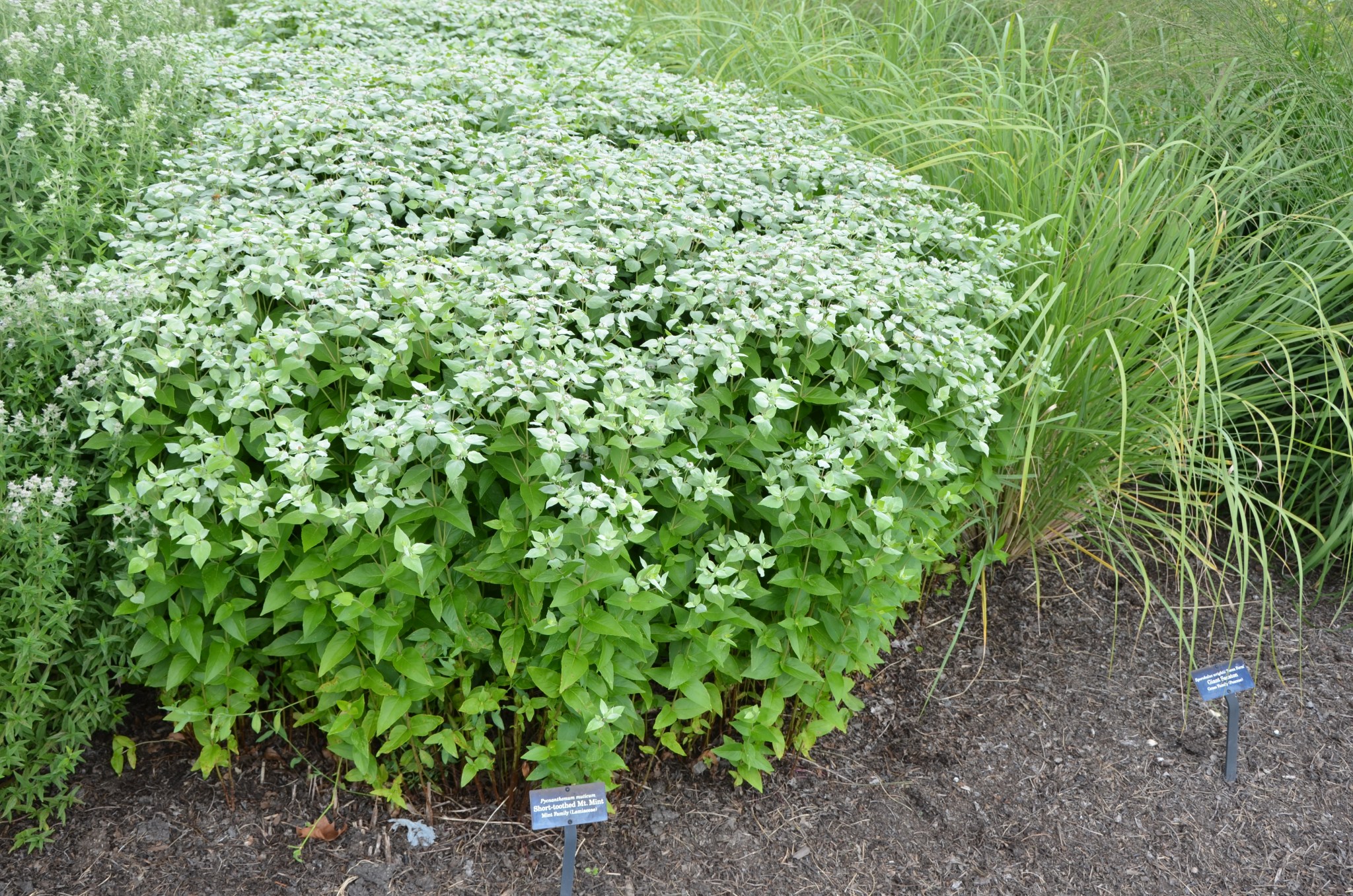 Pycnanthemum muticum – Perennial Plant of the Year®