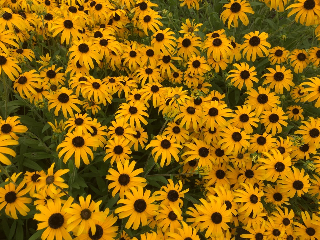 Rudbeckia ‘American Gold&nbsp;Rush’