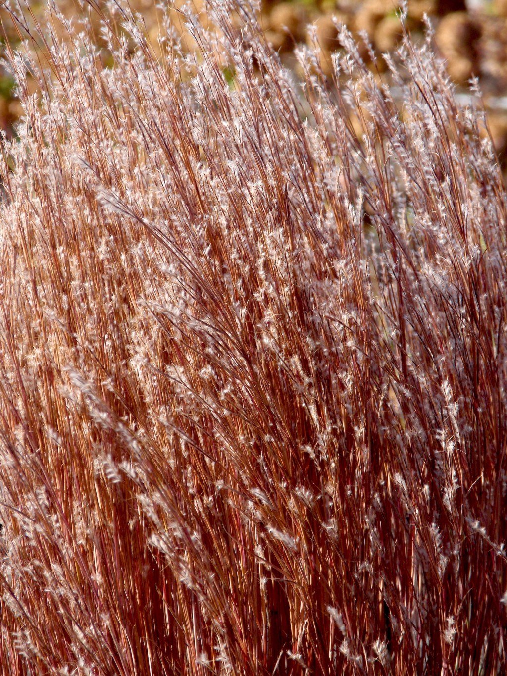 Schizachyrium scoparium