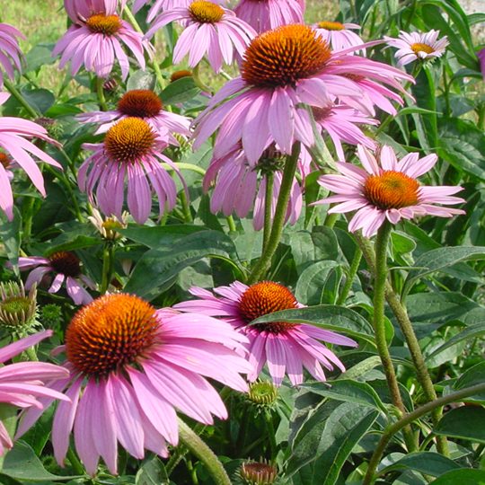 Echinacea Magnus