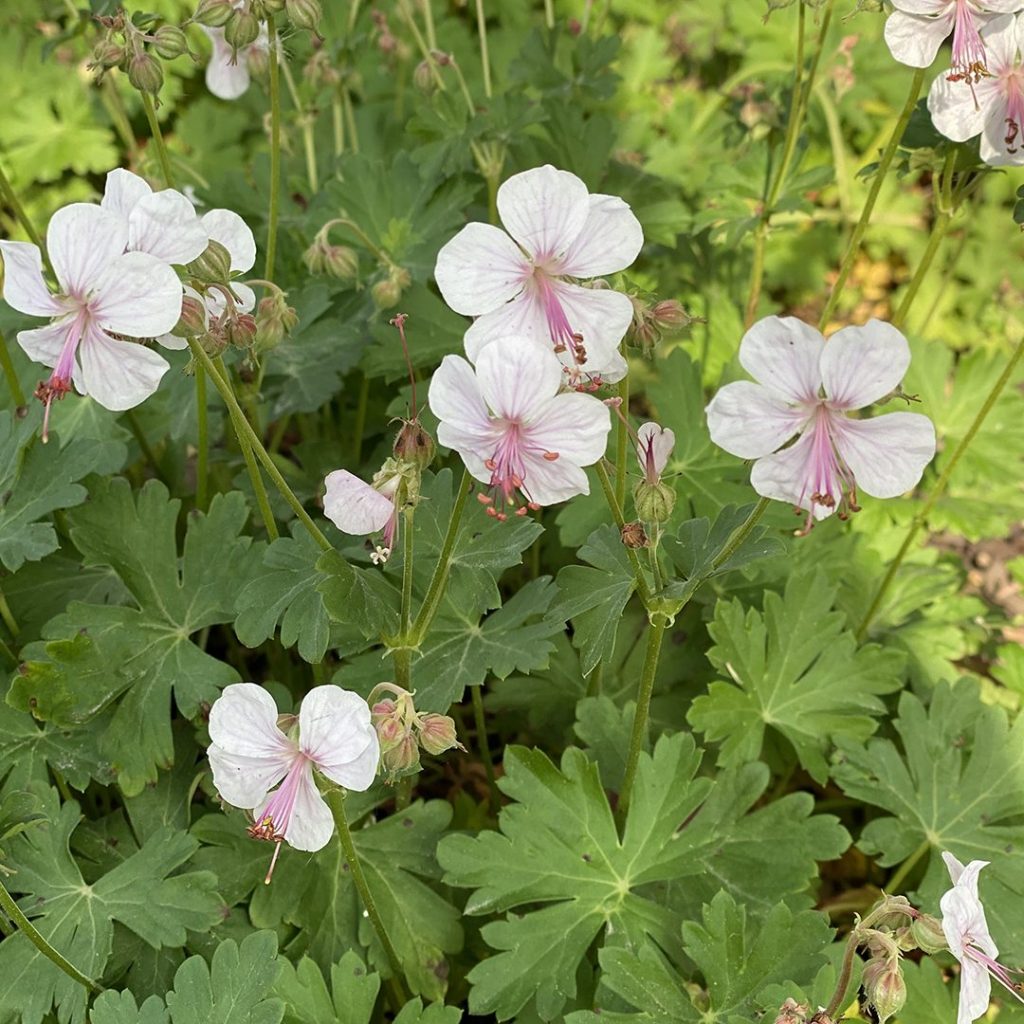 Geranium ‘Biokovo’