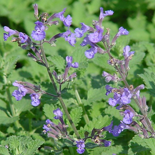 Nepeta Walkers Low