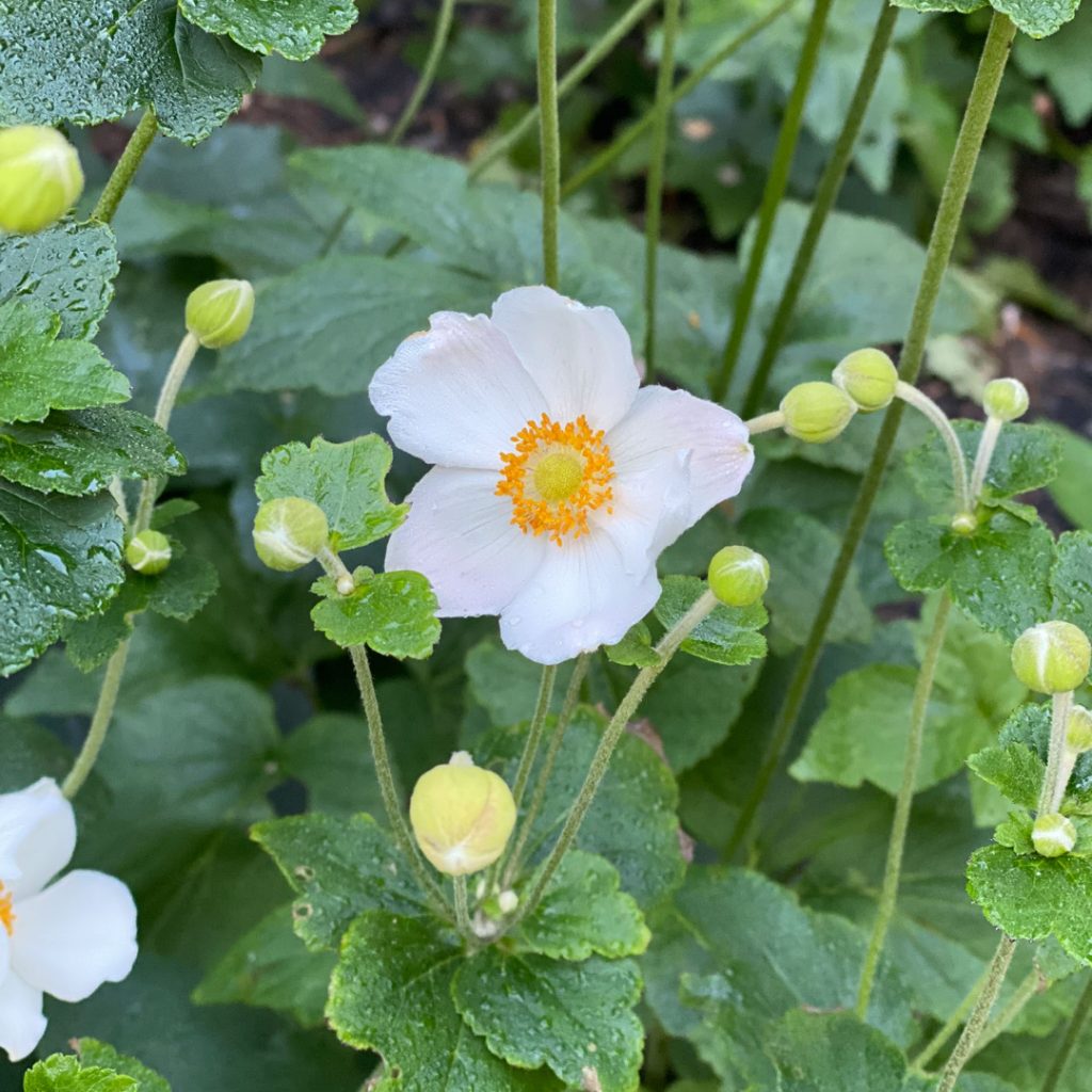 Anemone ‘Honorine Jobert’