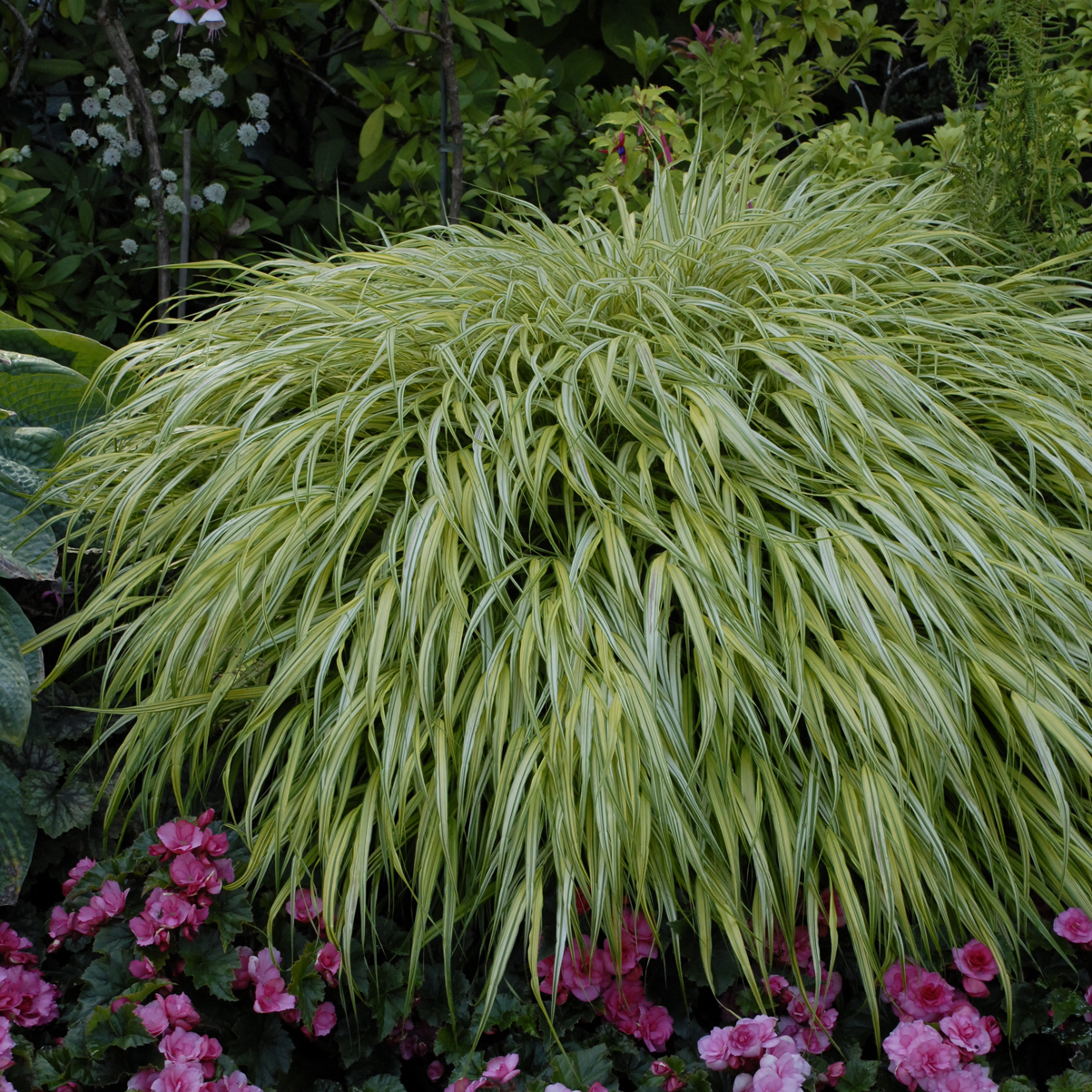 Hakonechloa Aureola Perennial Plant Of The Year hakonechloa-aureola-perennial-plant-of-the-year