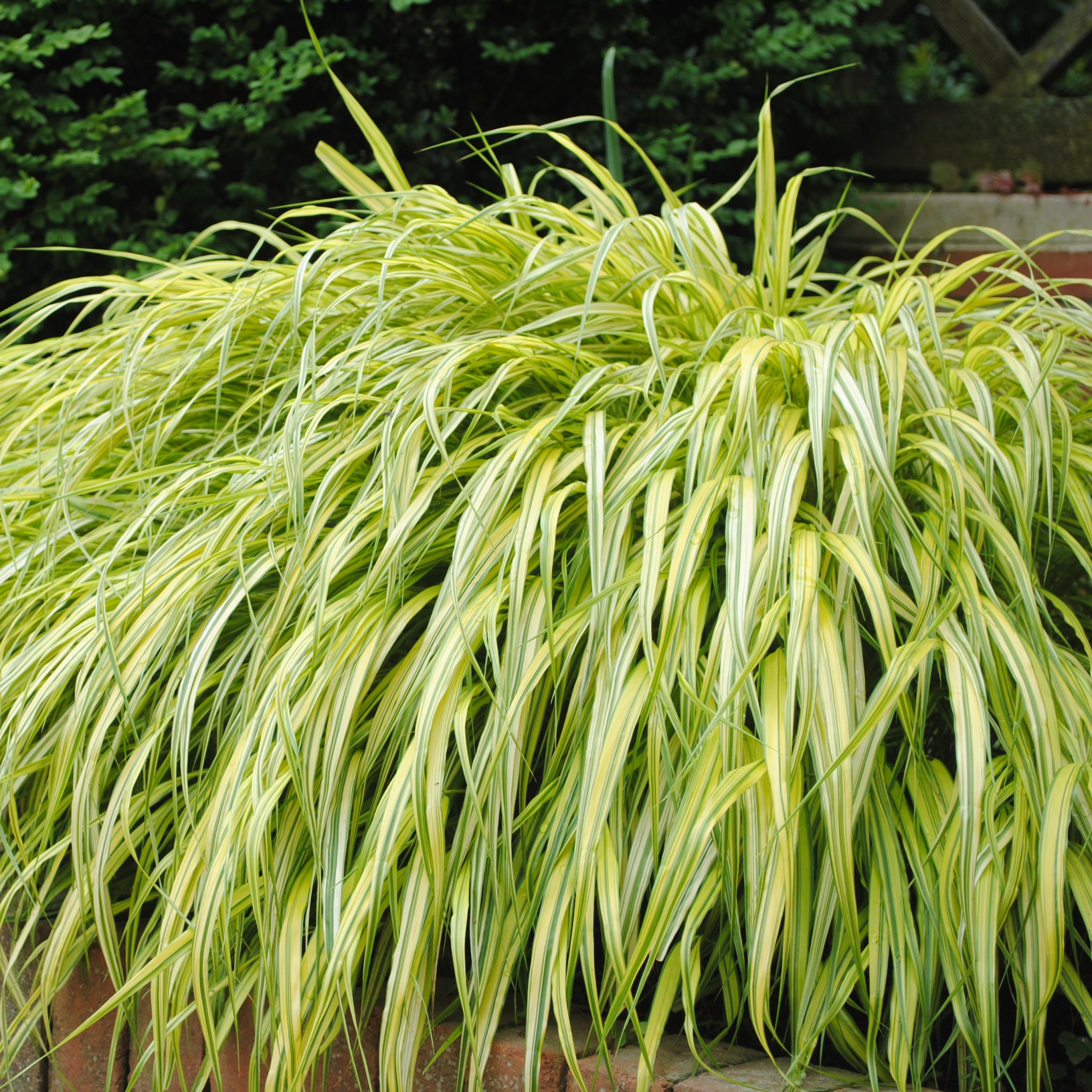 Hakonechloa Macra Herbe Ornementale Jardin Exterieur