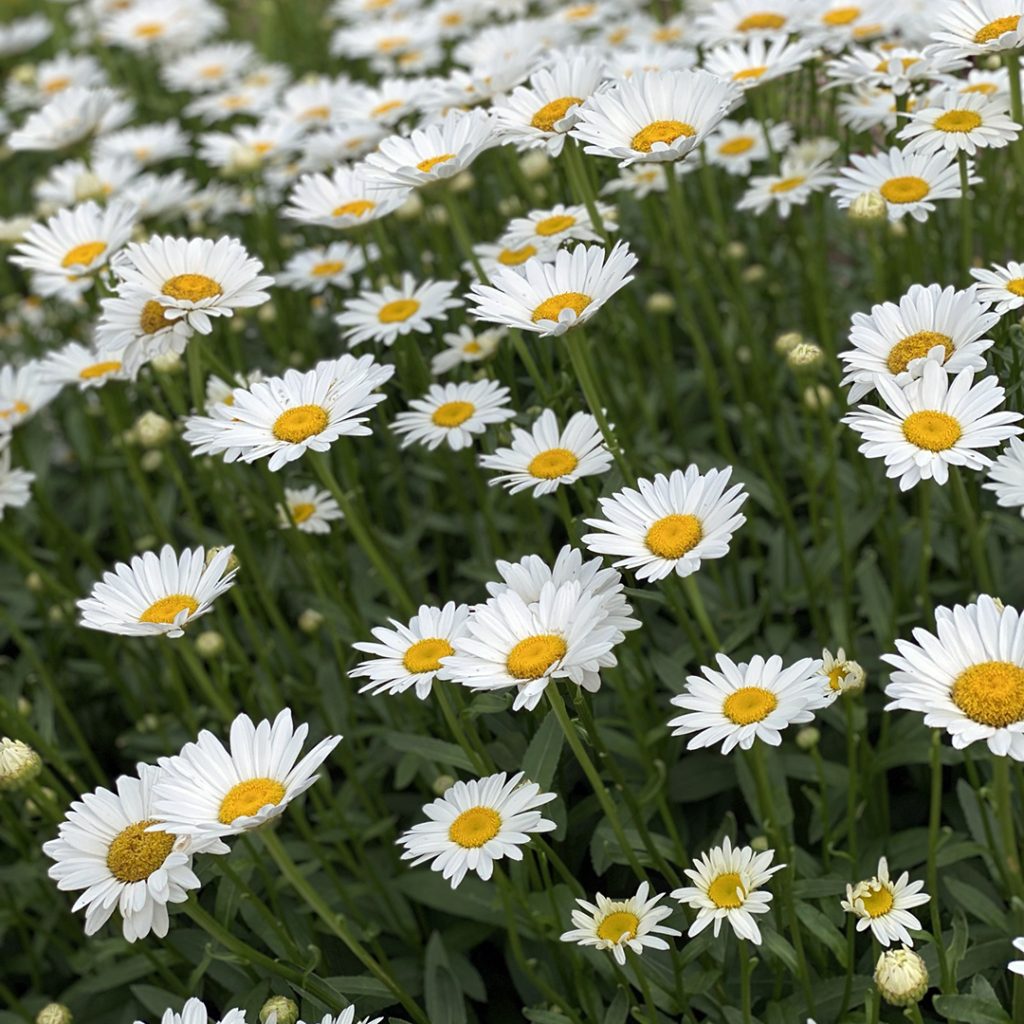 Leucanthemum Becky