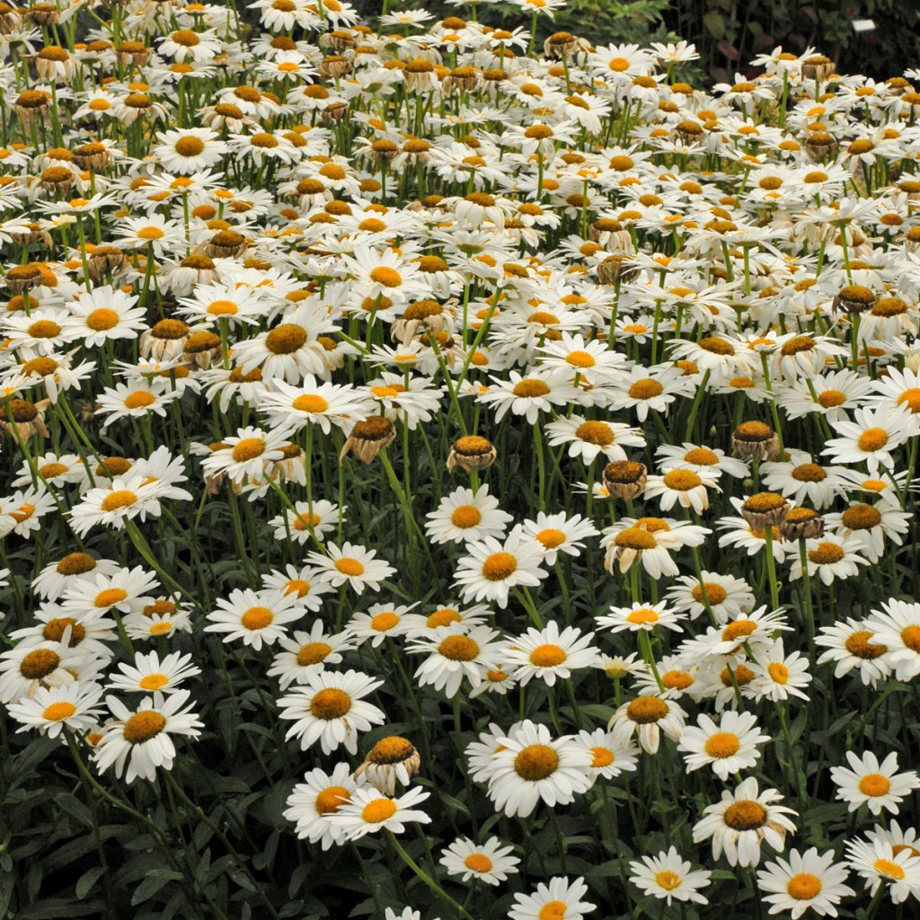 Leucanthemum ‘Becky’