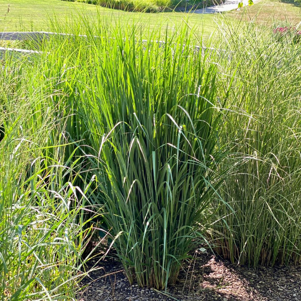 Panicum ‘Northwind’
