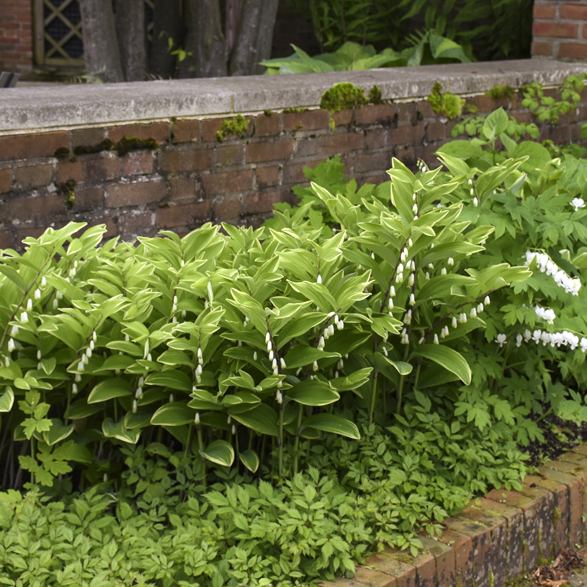 Polygonatum ‘Variegatum’ – Perennial Plant of the Year®