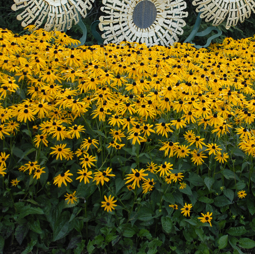Rudbeckia Goldsturm Perennial Plant Of The Year rudbeckia-goldsturm-perennial-plant-of-the-year