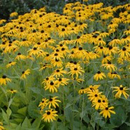 Rudbeckia Goldsturm Perennial Plant Of The Year Rudbeckia Goldsturm Perennial Plant Of The Year