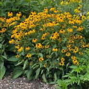 Rudbeckia Goldsturm Perennial Plant Of The Year Rudbeckia Goldsturm Perennial Plant Of The Year