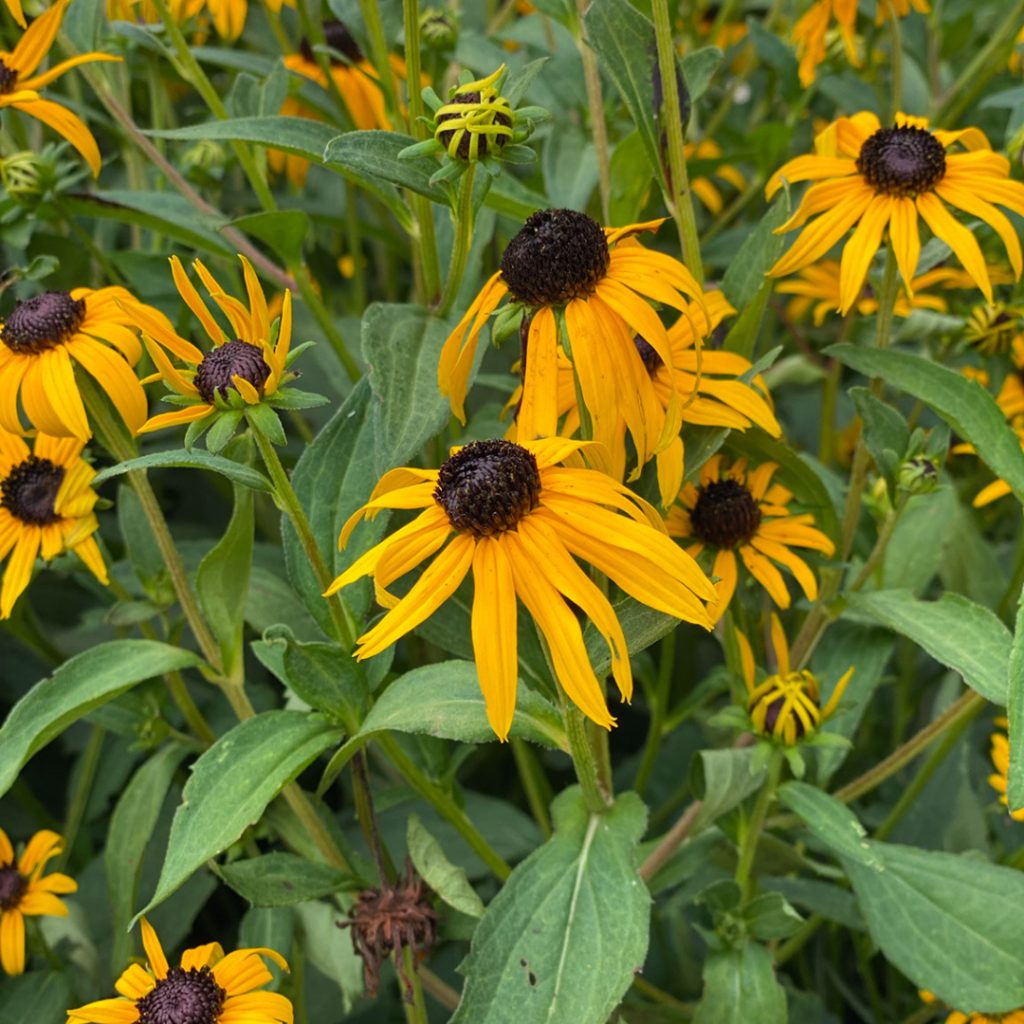 Rudbeckia Goldstrum