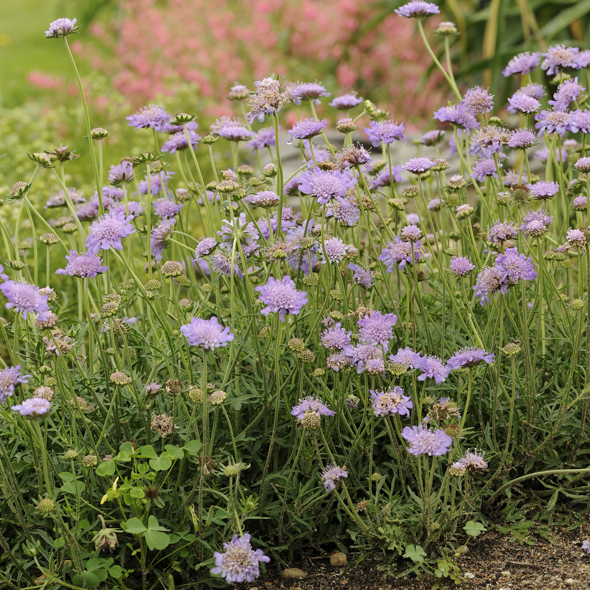 Scabiosa ‘Butterfly Blue’ – Perennial Plant of the Year®