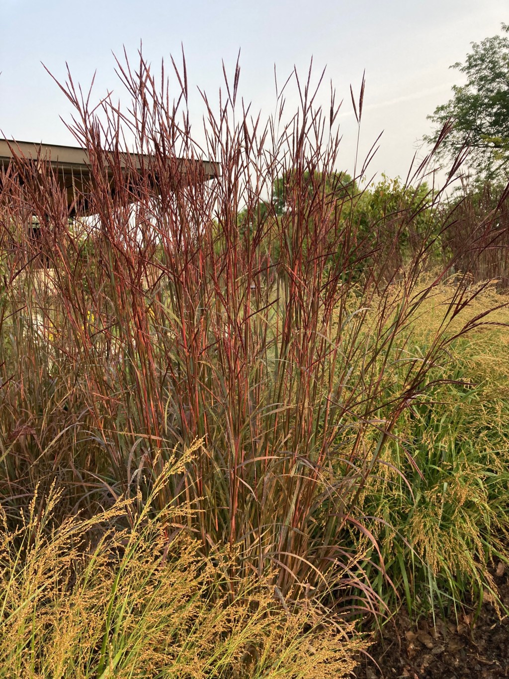 Andropogon gerardii ‘Blackhawks’