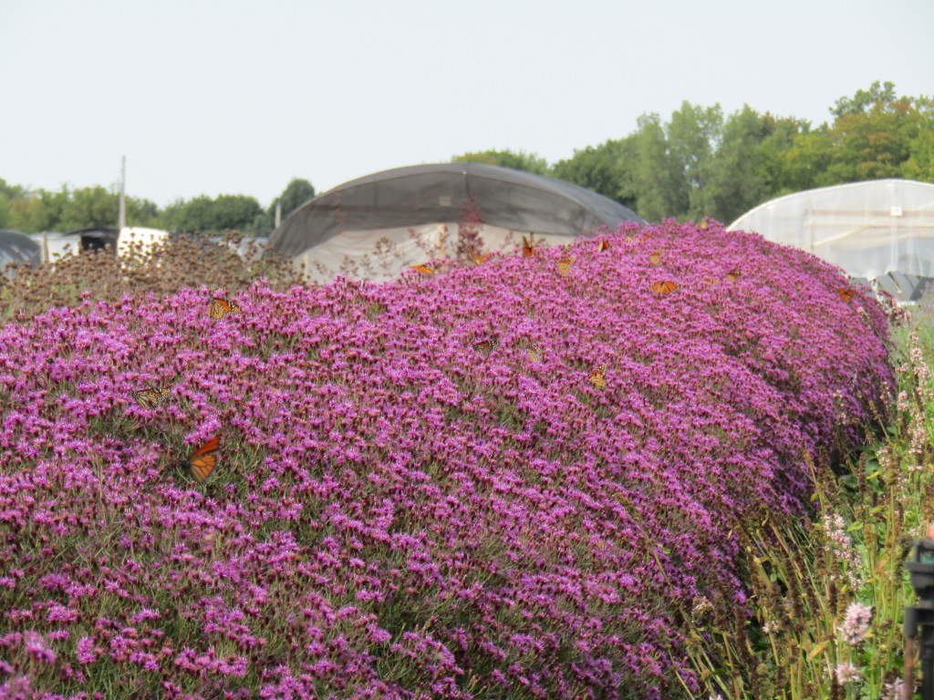 Vernonia 'Summer's Swan Song' mass planting