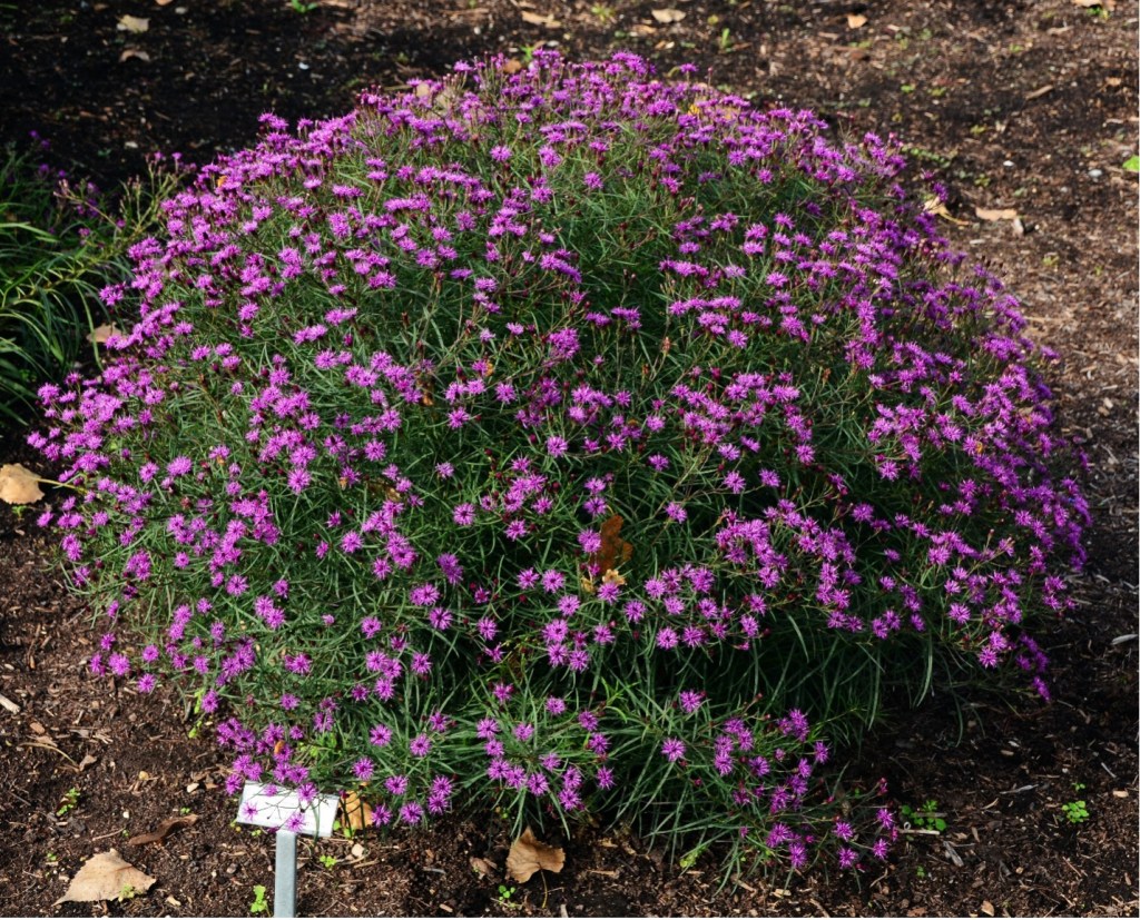 Vernonia 'Summer's Swan Song'