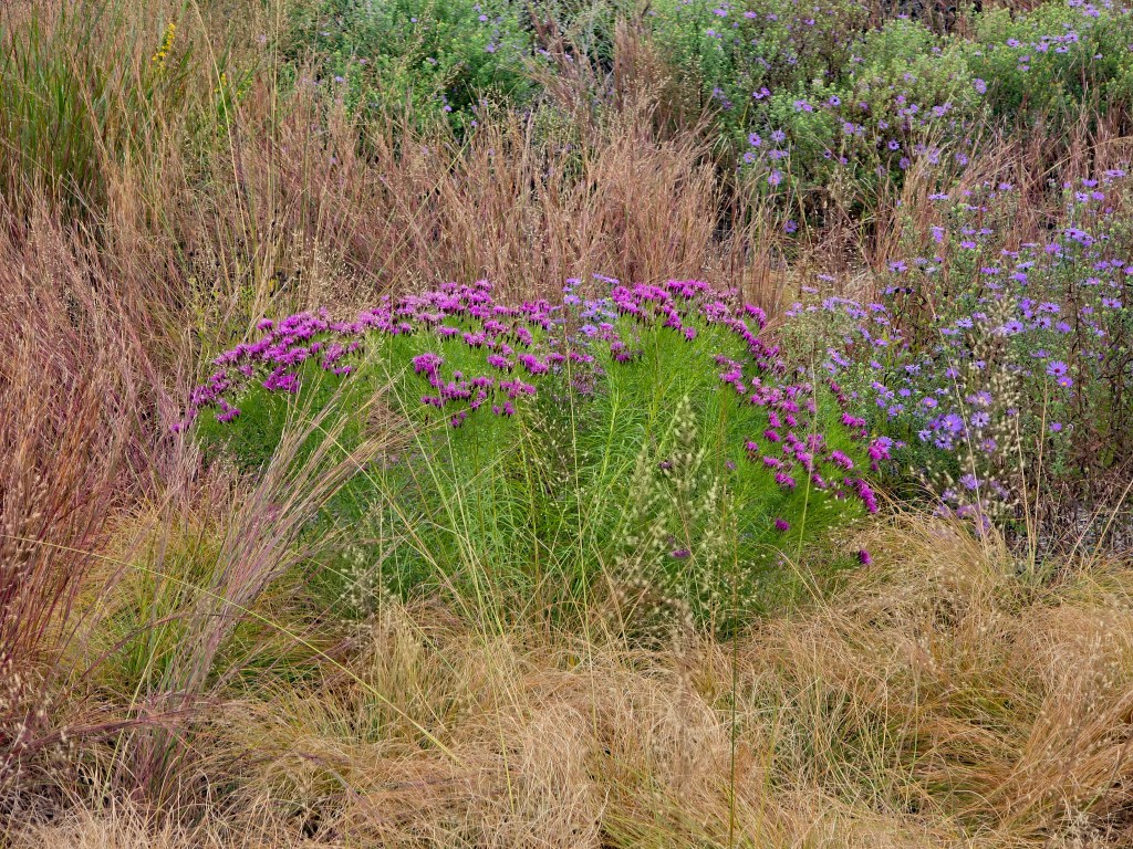 Vernonia 'Summer's Swan Song' in landscape