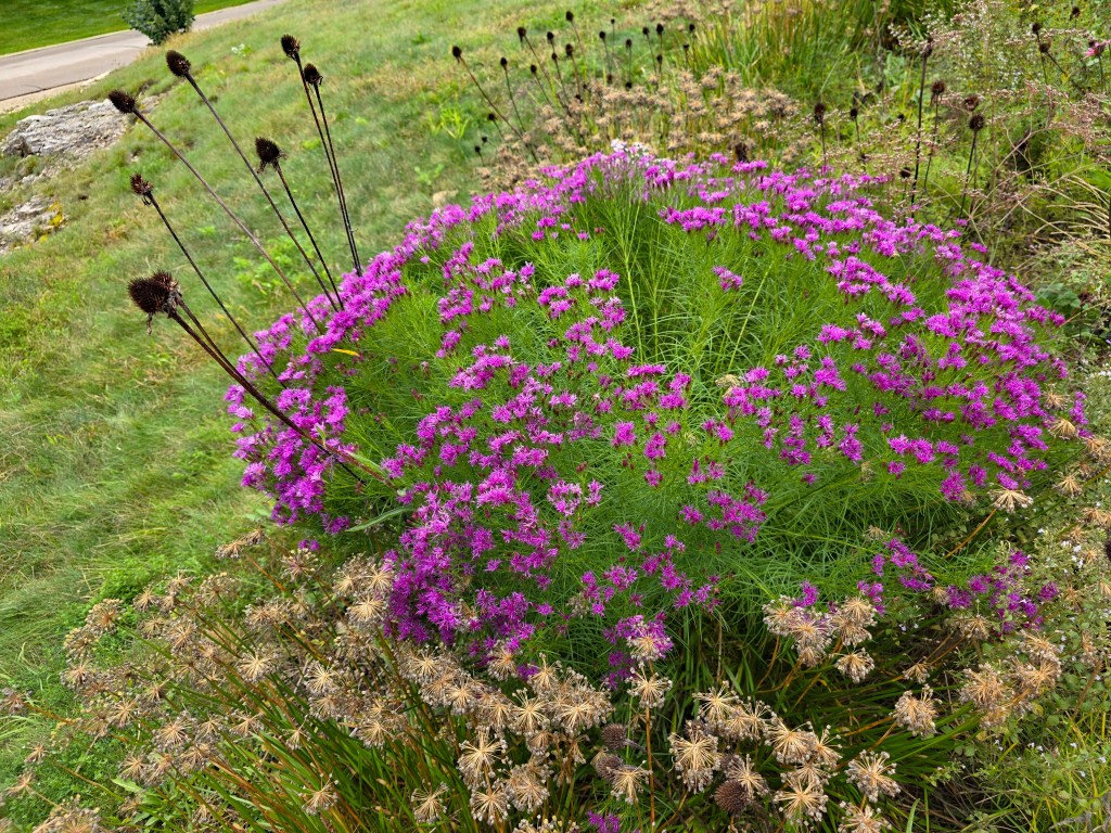 Vernonia Summer's Swan Song